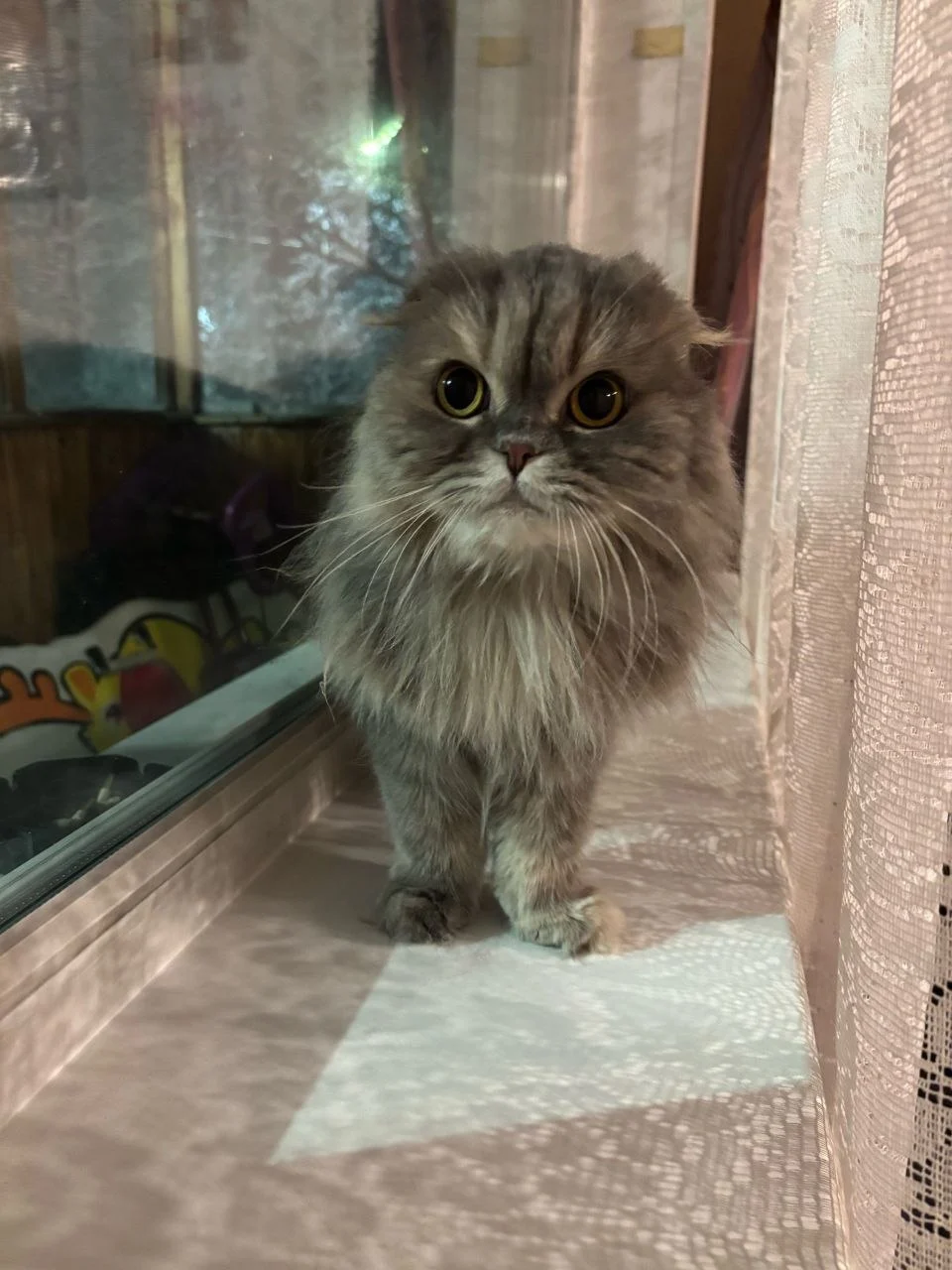 House Training Your Kitten: A Comprehensive Guide to Litter Box Success &raquo; PET CARE - DOG AND CAT