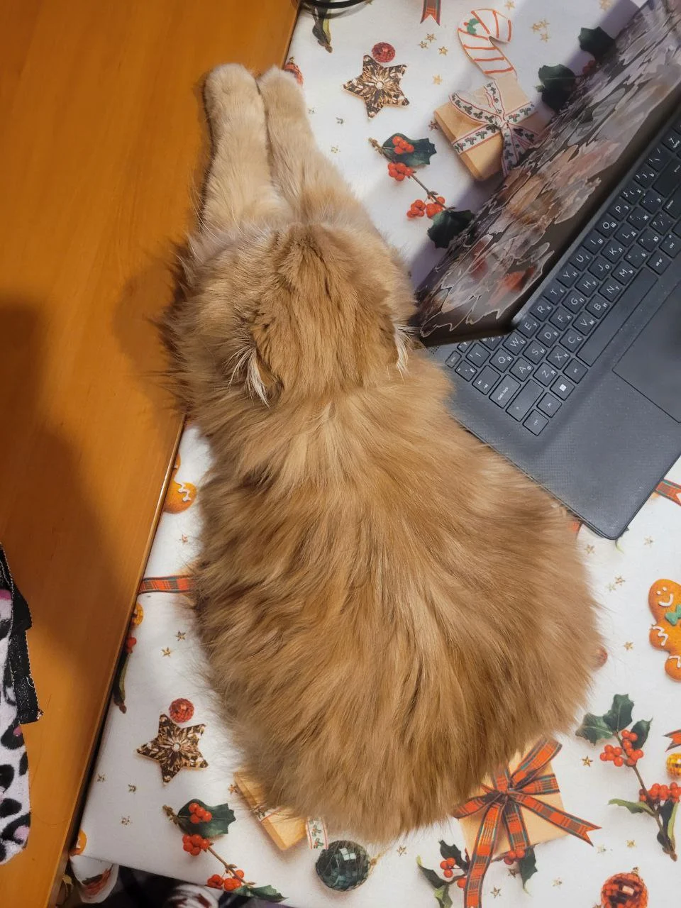 Understanding Cat Body Language: A Visual Guide to Feline Communication &raquo; PET CARE - DOG AND CAT