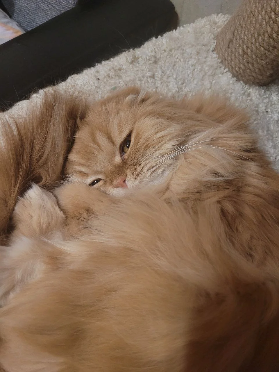 The Secrets to a Happy Cat: Beyond Food and Shelter &raquo; PET CARE - DOG AND CAT