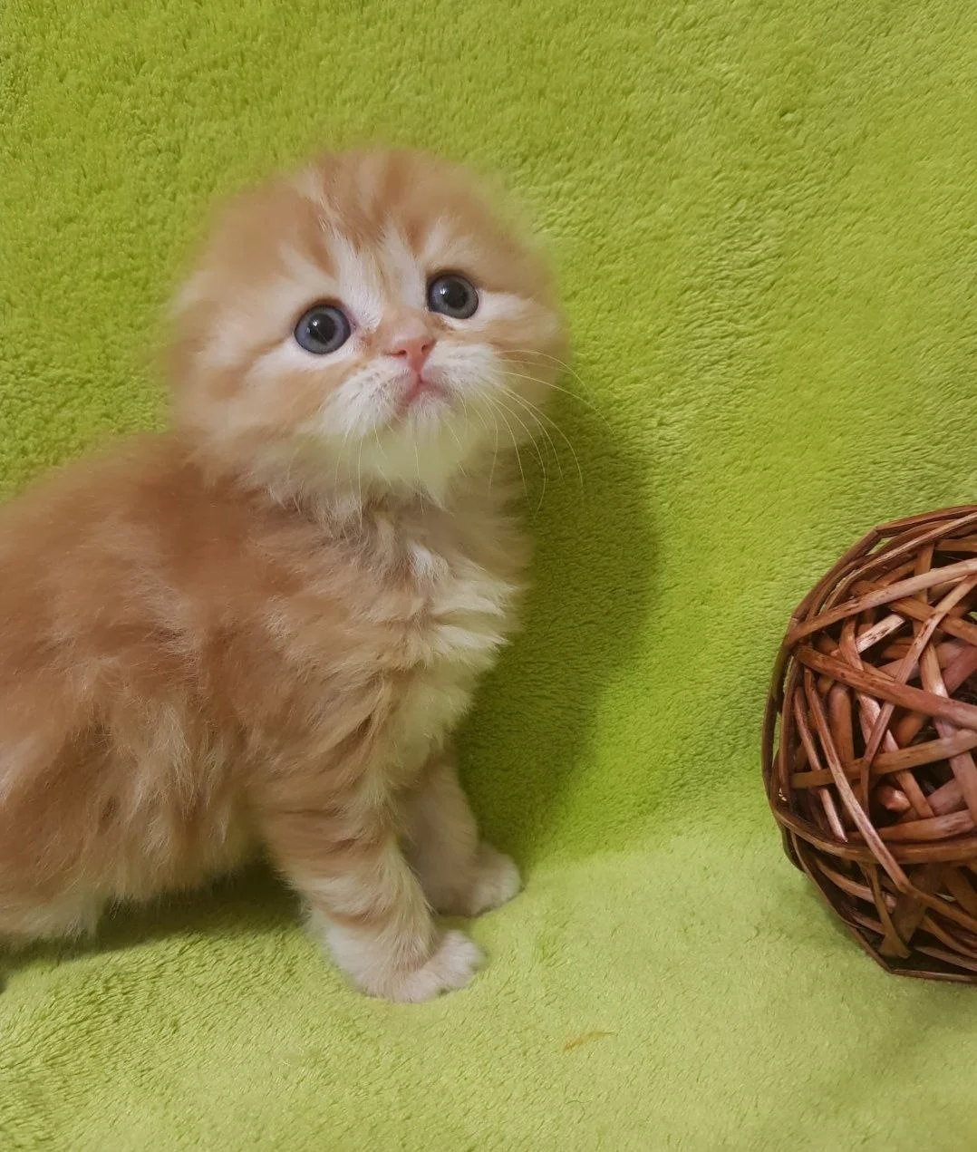 Bringing Home a New Kitten: Your Essential Checklist for a Smooth Start &raquo; PET CARE - DOG AND CAT