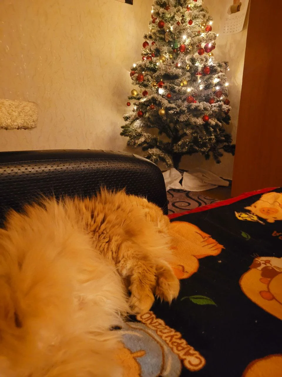 Enrichment for Indoor Cats: Preventing Boredom and Promoting Happiness &raquo; PET CARE - DOG AND CAT
