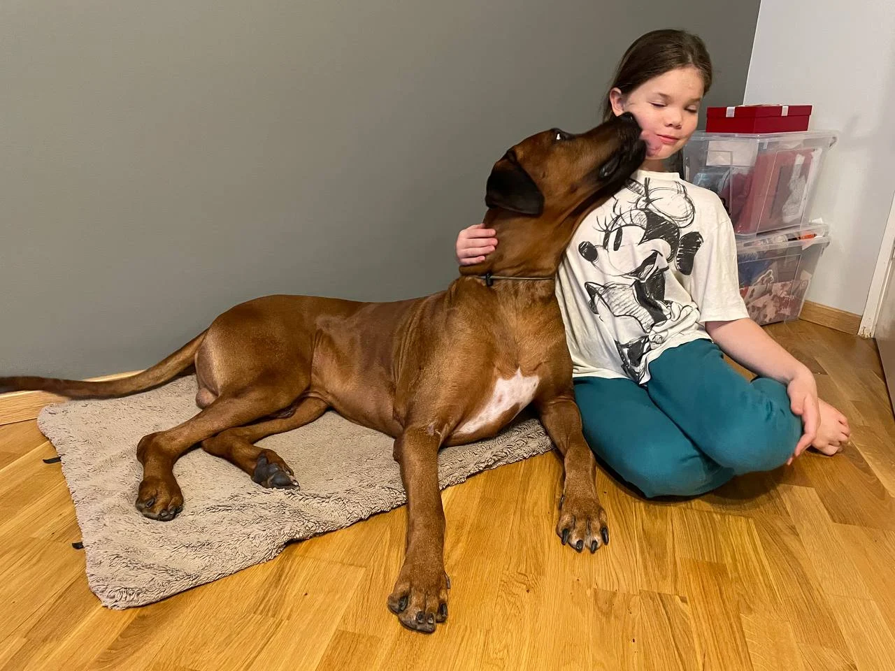 Overcoming Fear and Anxiety in Pets: Gentle Techniques That Work &raquo; PET CARE - DOG AND CAT
