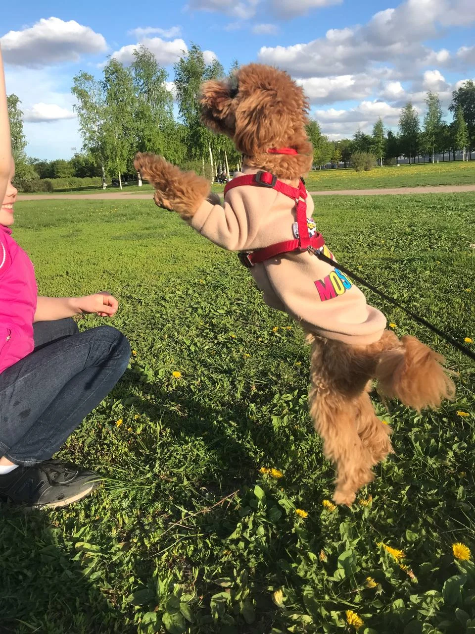 Senior Dog Care: Helping Your Canine Companion Thrive in Their Golden Years &raquo; PET CARE - DOG AND CAT