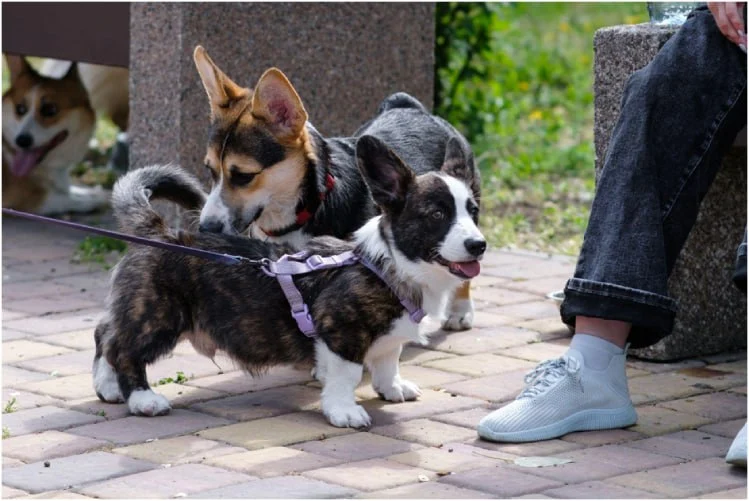 The Power of Positive Reinforcement: Training Your Dog with Love and Trust &raquo; PET CARE - DOG AND CAT