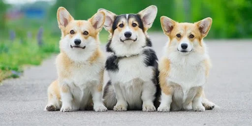 The Joys of Multi-Pet Households: Managing Harmony and Happiness &raquo; PET CARE - DOG AND CAT
