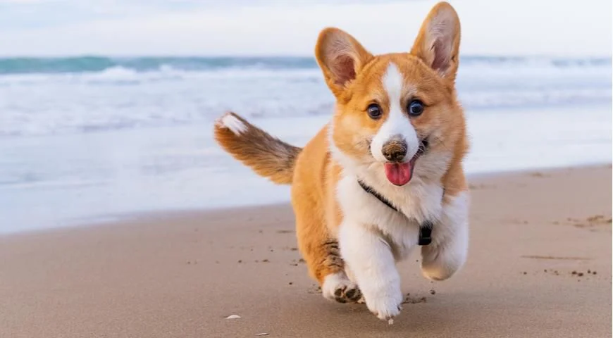 Understanding Pet Insurance: Is It Worth It for Your Companion? &raquo; PET CARE - DOG AND CAT