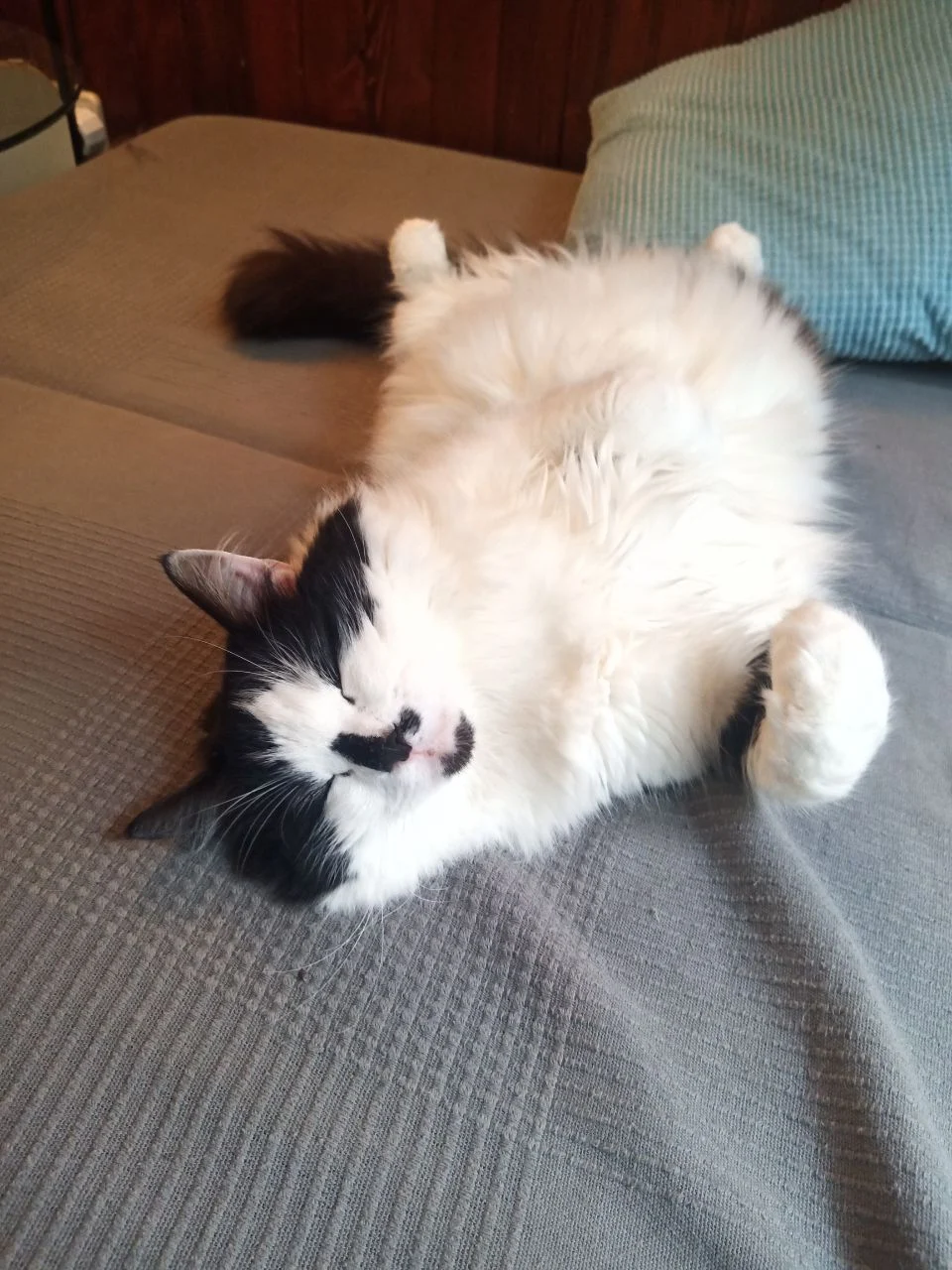 Teaching Your Cat Tricks: Fun Ways to Engage Their Minds &raquo; PET CARE - DOG AND CAT