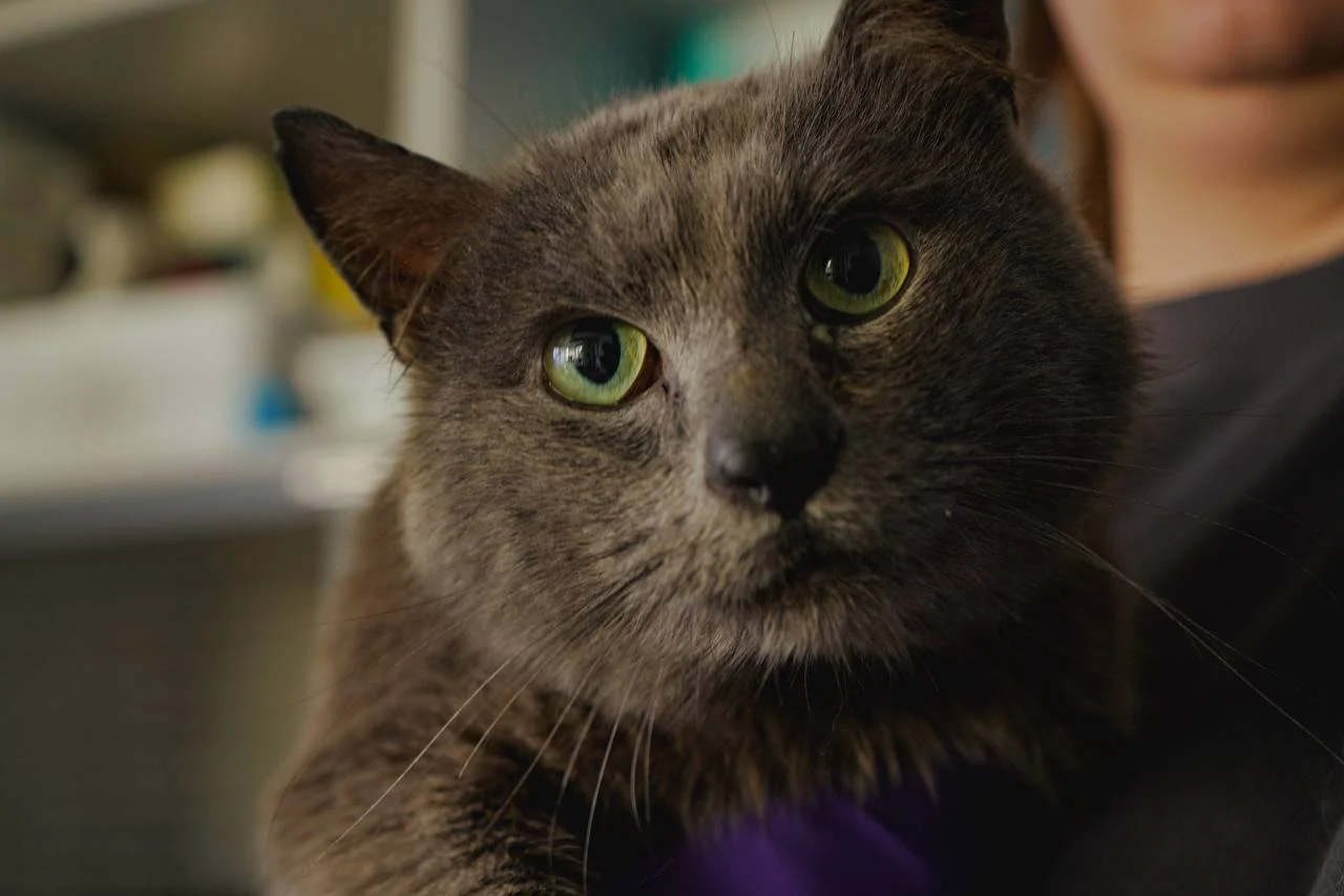 Decoding Cat Health: 7 Signs Your Feline Friend Needs a Vet Visit &raquo; PET CARE - DOG AND CAT