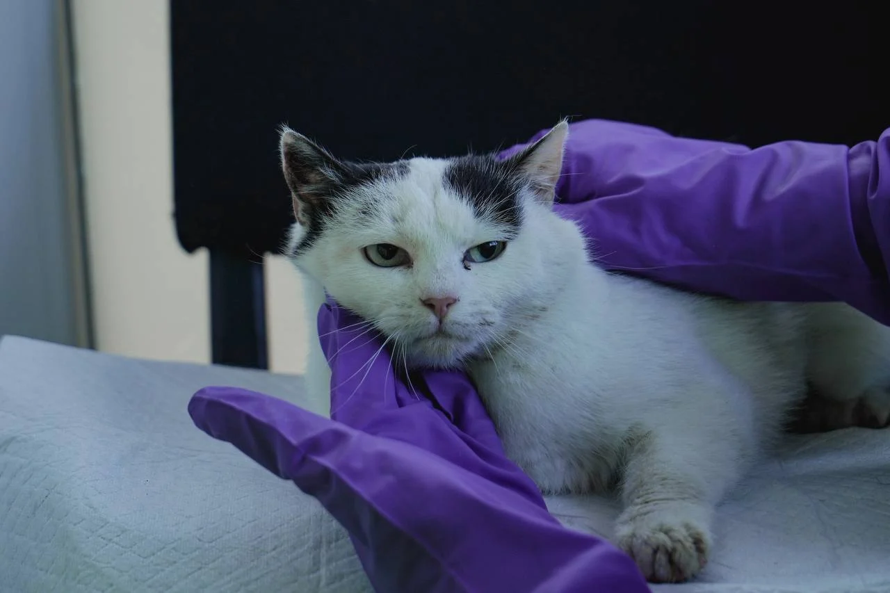 How to Identify and Avoid Pet Scams: Protecting Your Wallet and Your Heart &raquo; PET CARE - DOG AND CAT