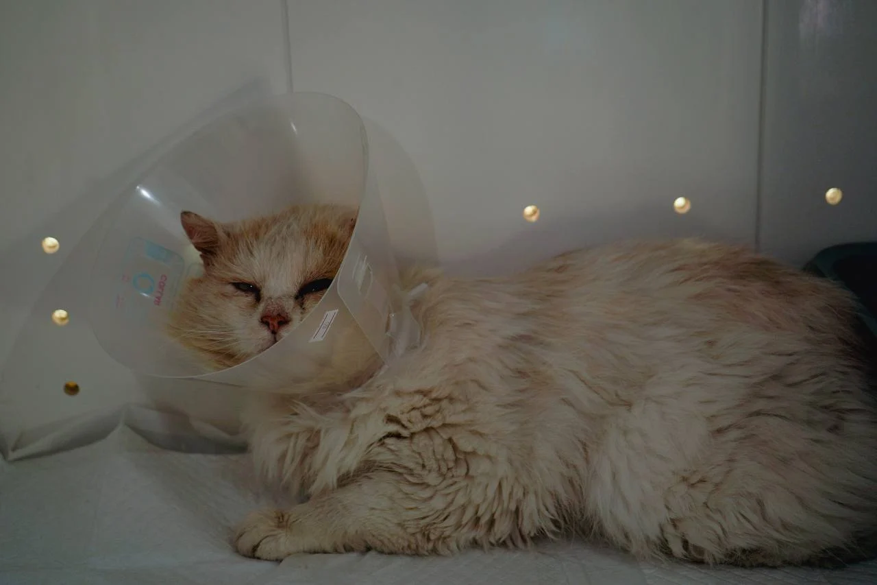 Why Does My Cat Scratch Furniture? Effective Solutions for a Happy Home &raquo; PET CARE - DOG AND CAT