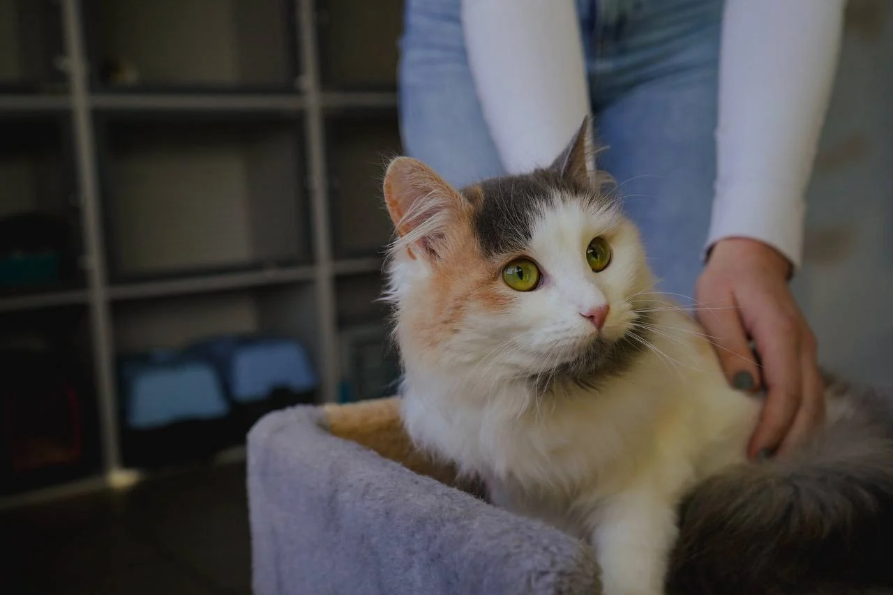 The Importance of Regular Vet Check-ups for a Long, Healthy Pet Life &raquo; PET CARE - DOG AND CAT