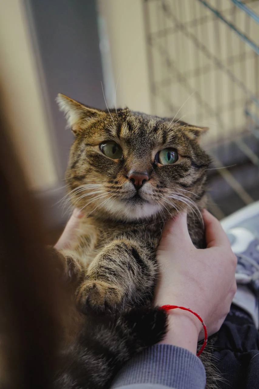 Clicker Training for Cats: Fun Ways to Teach New Tricks and Build Bonds &raquo; PET CARE - DOG AND CAT