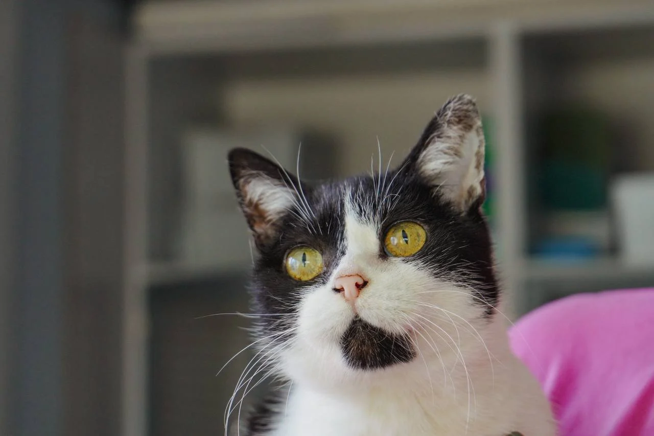 Litter Box Problems? Troubleshooting Tips for Cat Owners &raquo; PET CARE - DOG AND CAT