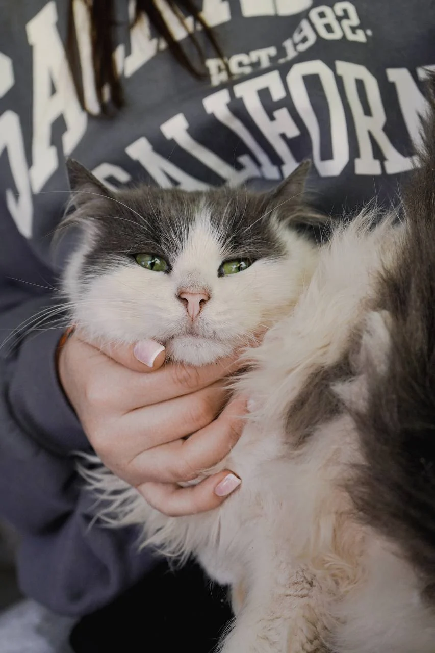 DIY Pet Grooming: Tips for a Happy and Healthy Coat at Home &raquo; PET CARE - DOG AND CAT