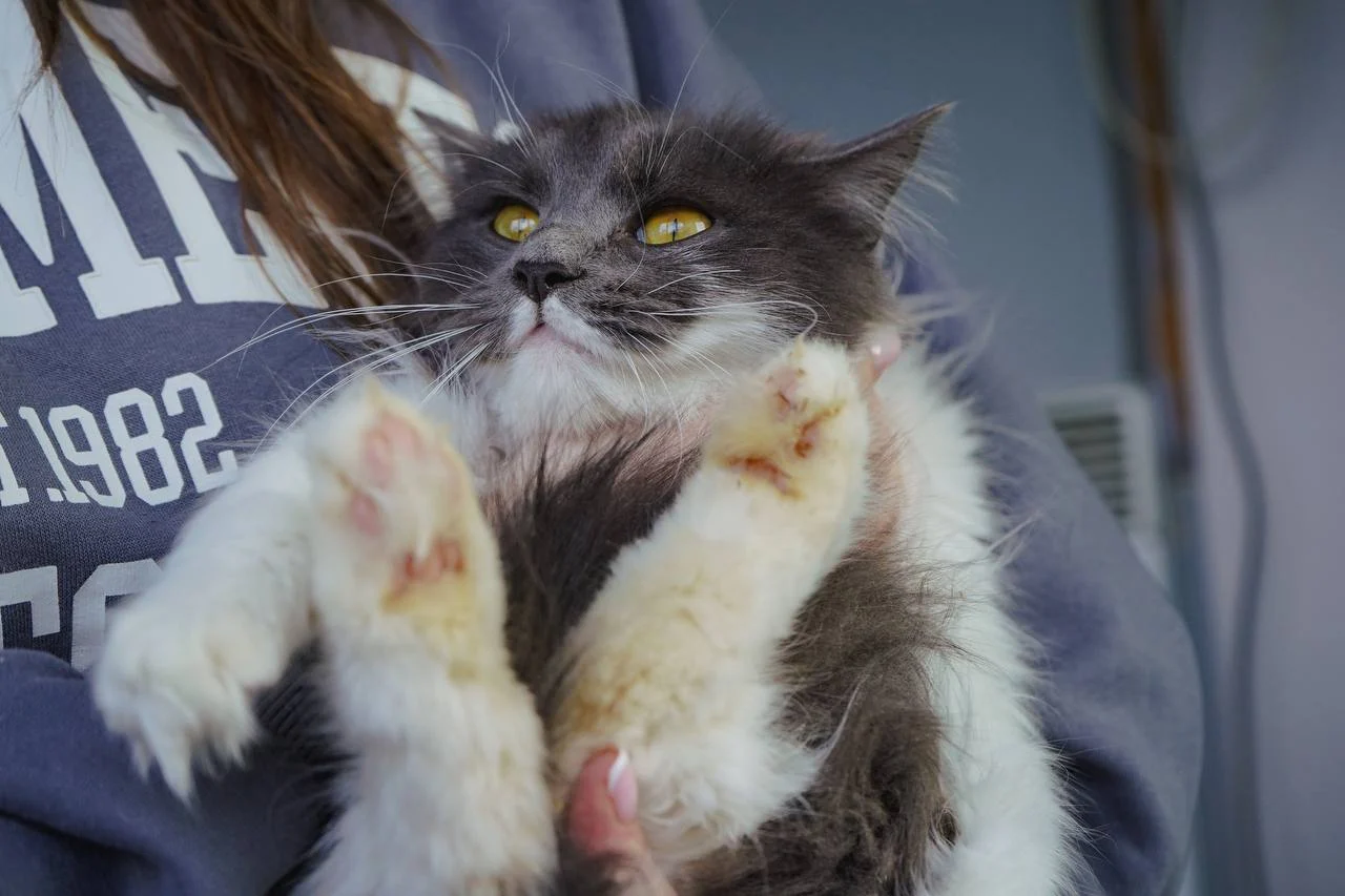 Solving Common Cat Behavior Problems: From Scratching to Spraying &raquo; PET CARE - DOG AND CAT