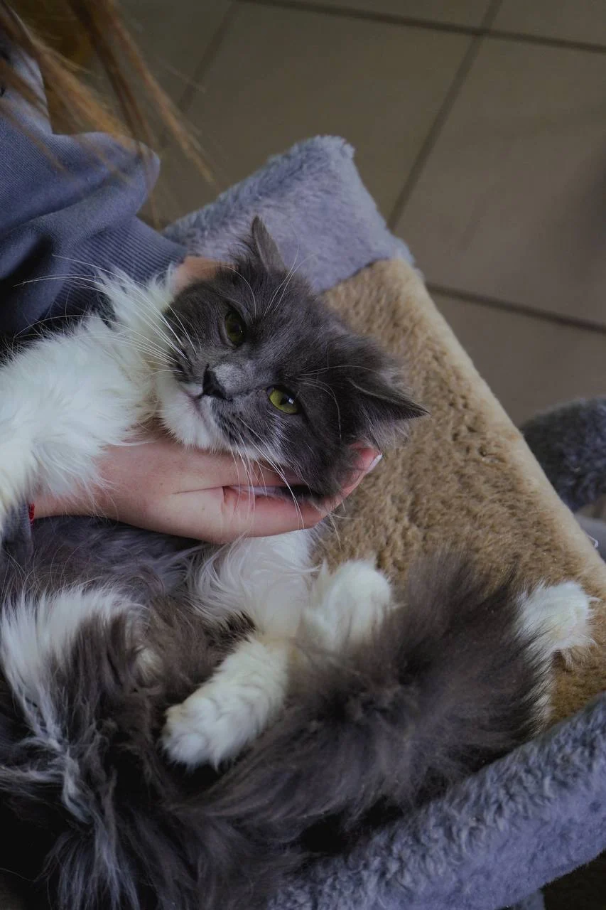 Coping with Pet Loss: A Guide to Grief and Healing &raquo; PET CARE - DOG AND CAT