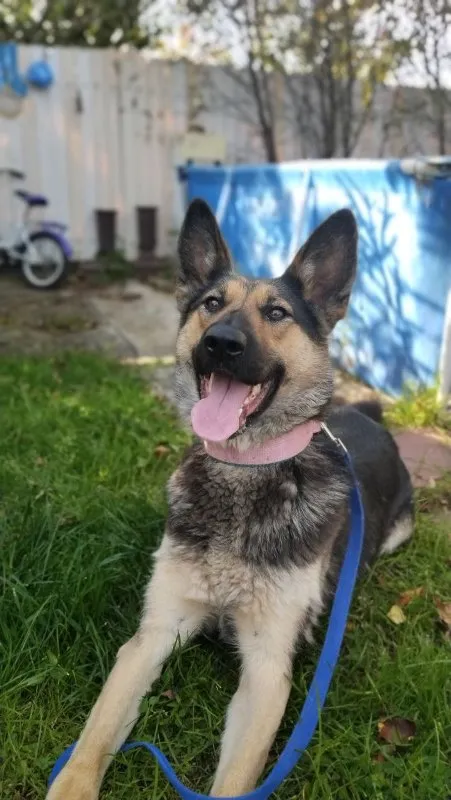 Choosing the Right Collar and Leash for Your Dog: A Comprehensive Guide &raquo; PET CARE - DOG AND CAT