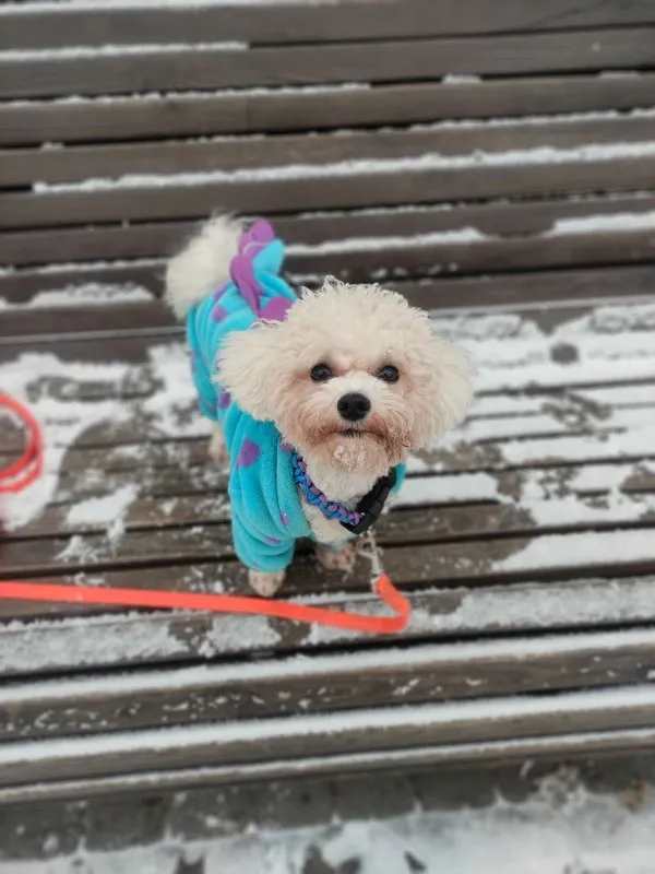 Hydration for Pets: Why Water is Crucial and How to Encourage Drinking &raquo; PET CARE - DOG AND CAT