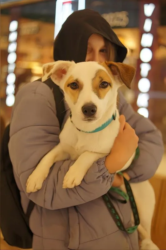 Overcoming Fear and Phobias in Pets: A Gentle Approach &raquo; PET CARE - DOG AND CAT
