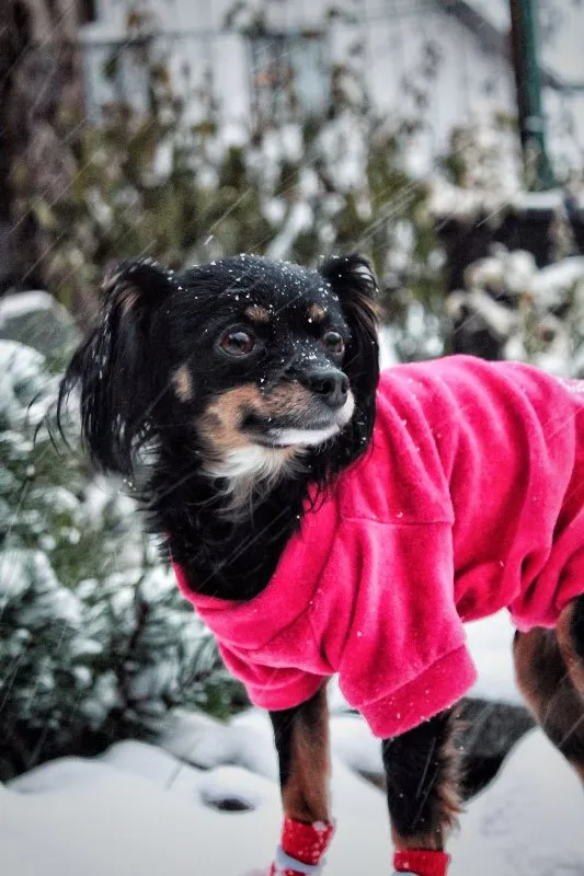 Preventative Pet Care: 10 Habits for a Long, Healthy Life for Your Furry Friend &raquo; PET CARE - DOG AND CAT