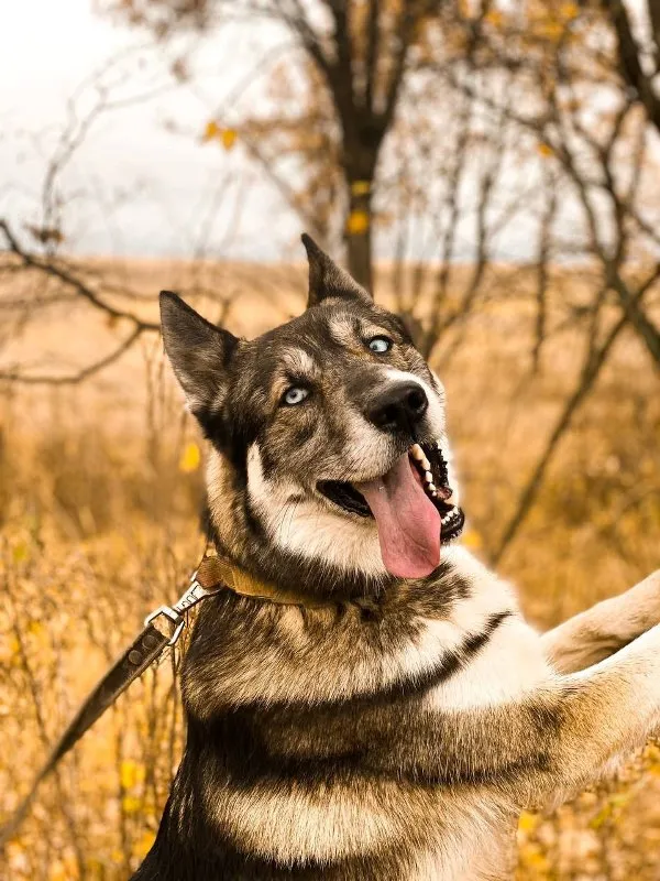 Dental Health for Dogs & Cats: Why It Matters and How to Maintain It &raquo; PET CARE - DOG AND CAT