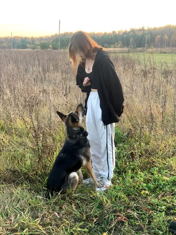 Building a Strong Bond: Fun Training Games for You and Your Pet &raquo; PET CARE - DOG AND CAT