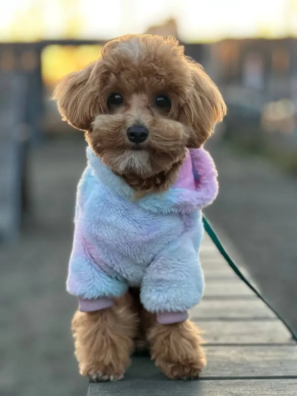 The Importance of Regular Vet Check-ups: What to Expect and Why They Matter &raquo; PET CARE - DOG AND CAT