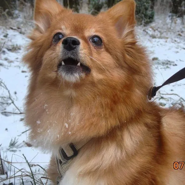 Dealing with Excessive Barking: A Guide to Quieter Canine Companions &raquo; PET CARE - DOG AND CAT