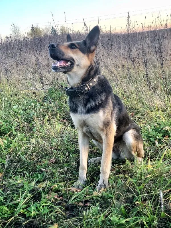 Decoding Your Dog's Barks: What Your Canine Companion is Really Telling You &raquo; PET CARE - DOG AND CAT
