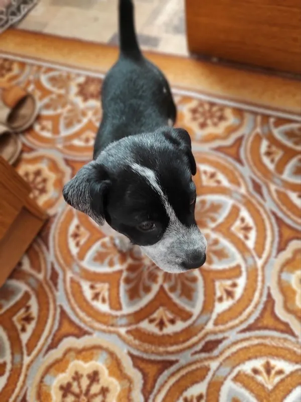 Weight Management for Pets: Helping Your Furry Friend Stay Trim and Active &raquo; PET CARE - DOG AND CAT