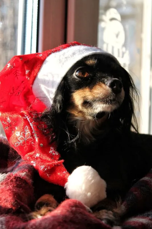 Holiday Pet Safety: Protecting Your Furry Friend During Festivities &raquo; PET CARE - DOG AND CAT