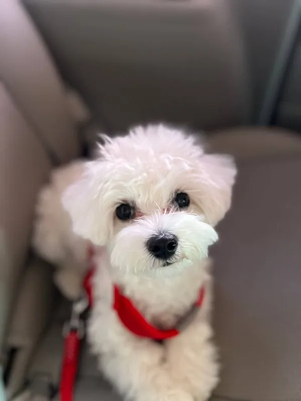 How to Stop Your Puppy from Biting: Gentle and Effective Training Methods &raquo; PET CARE - DOG AND CAT