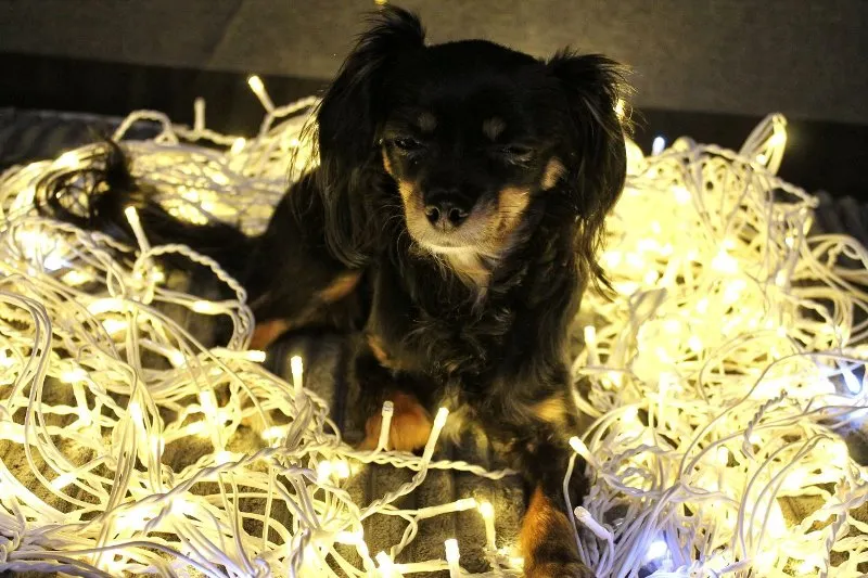 Balancing Work and Pet Care: Tips for Busy Owners &raquo; PET CARE - DOG AND CAT