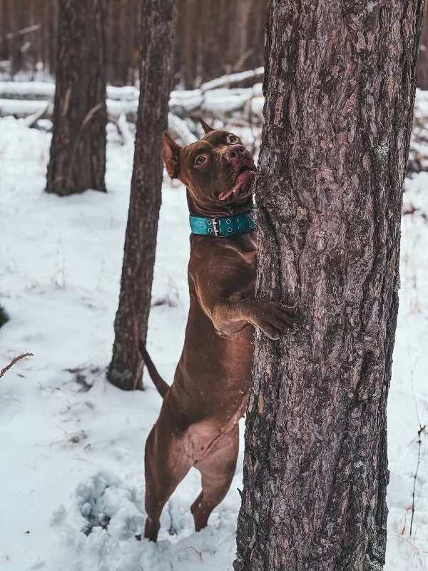 Building a Strong Bond: Training Your Dog with Trust and Respect &raquo; PET CARE - DOG AND CAT