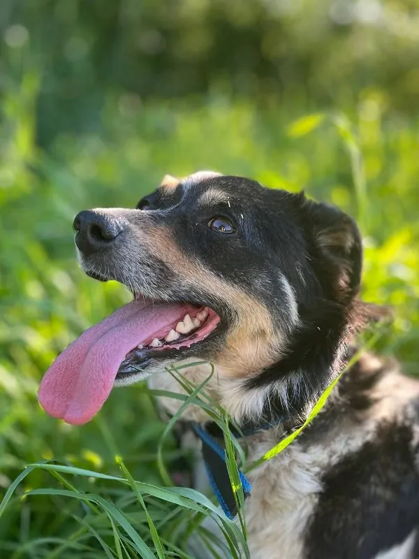 First Aid for Pets: Essential Skills Every Responsible Owner Should Know &raquo; PET CARE - DOG AND CAT