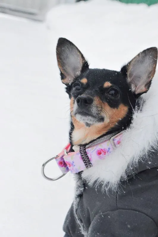 Vaccinations for Pets: What Every Owner Needs to Know &raquo; PET CARE - DOG AND CAT