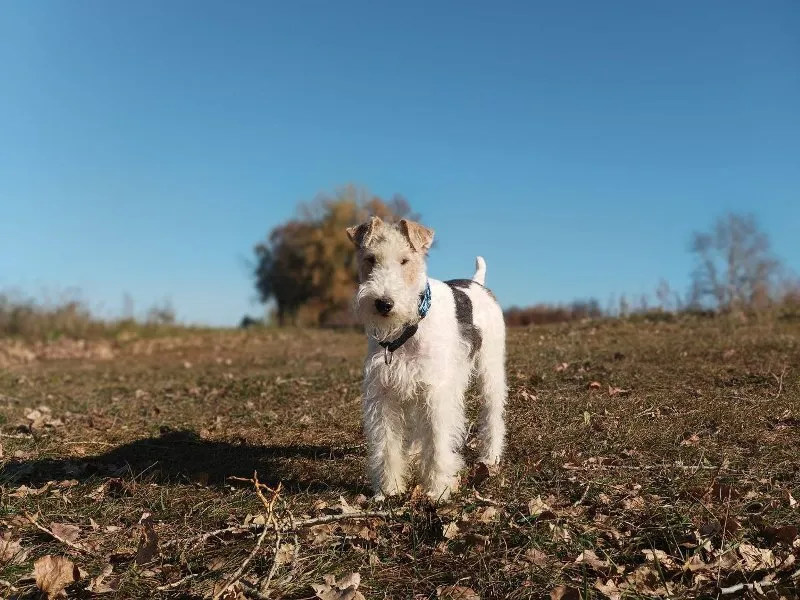 Adopting a Rescue Pet: What to Expect and How to Prepare &raquo; PET CARE - DOG AND CAT