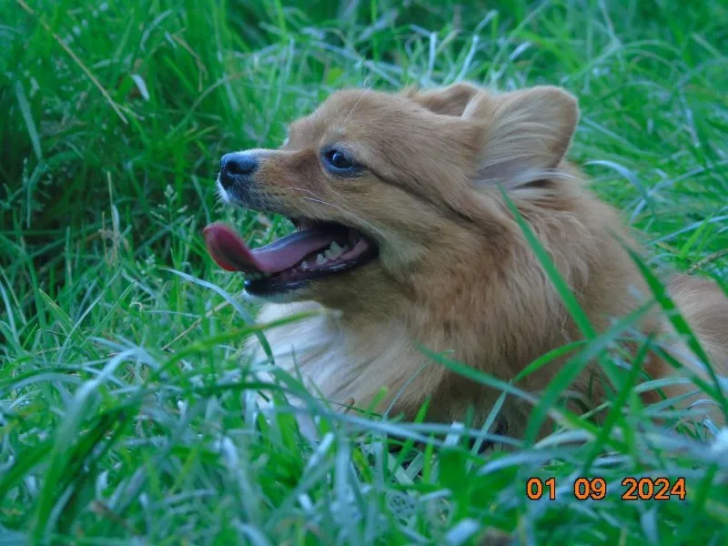 Capturing Memories: Tips for Taking Amazing Pet Photos &raquo; PET CARE - DOG AND CAT