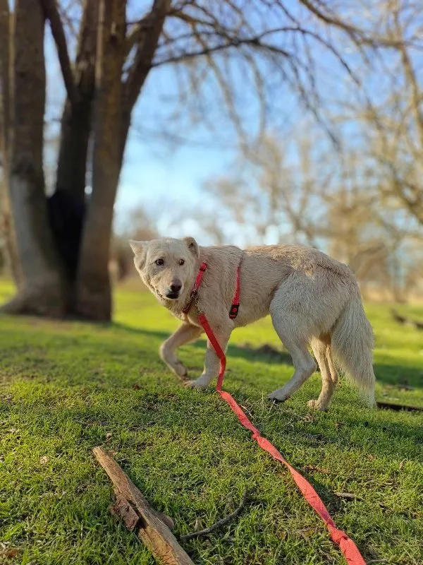 Creating a Pet-Friendly Garden: Safe Plants and Outdoor Play Ideas &raquo; PET CARE - DOG AND CAT