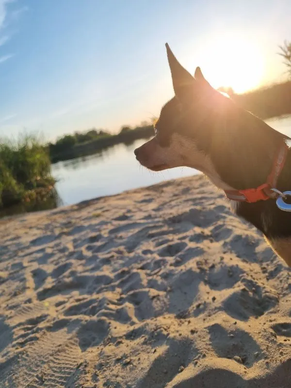 Understanding and Preventing Heatstroke in Dogs and Cats &raquo; PET CARE - DOG AND CAT