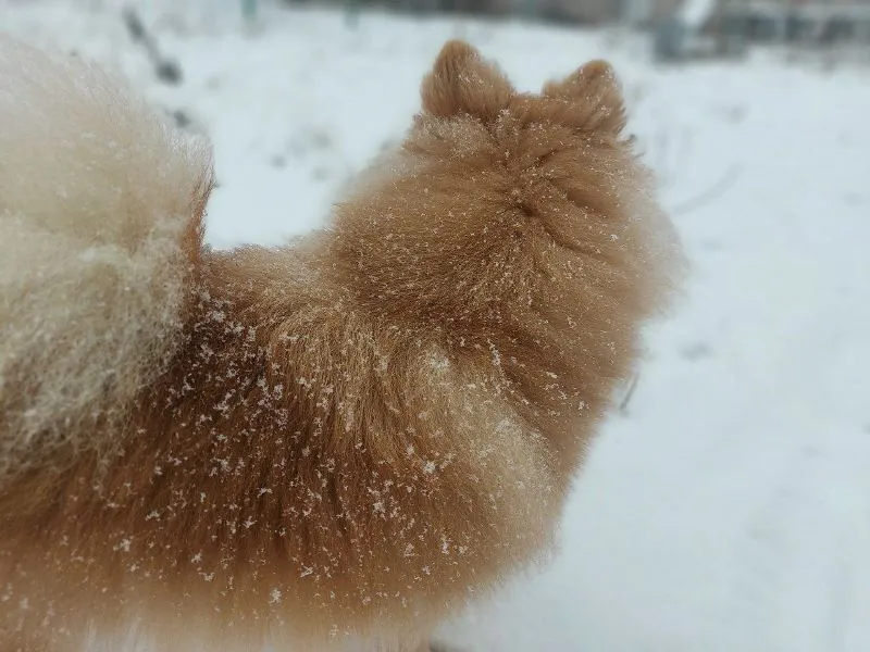 DIY Dog Grooming at Home: Tips for a Happy, Healthy Coat &raquo; PET CARE - DOG AND CAT