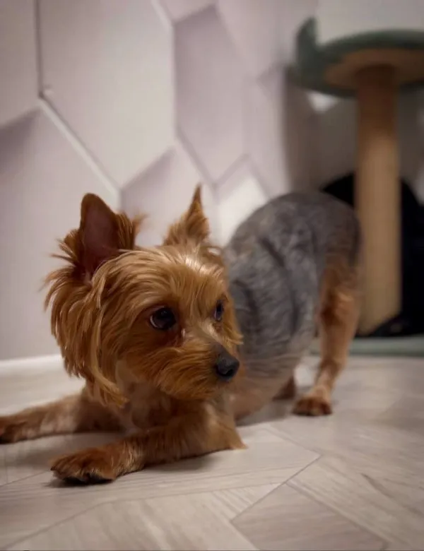 Celebrating Your Pet's Life: Meaningful Ways to Remember Them &raquo; PET CARE - DOG AND CAT