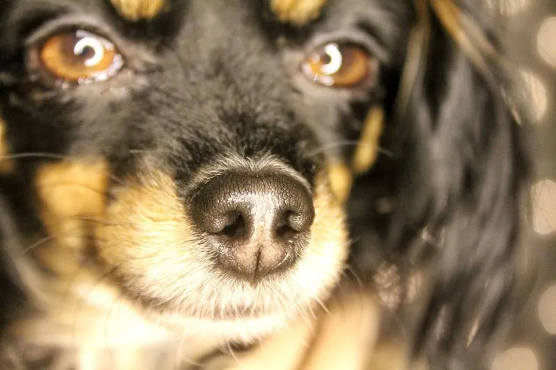 Allergies in Pets: Identifying Symptoms and Finding Relief &raquo; PET CARE - DOG AND CAT