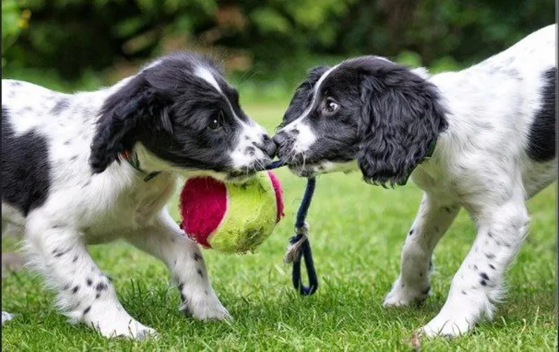 How to Introduce a New Pet to Your Existing Furry Family &raquo; PET CARE - DOG AND CAT