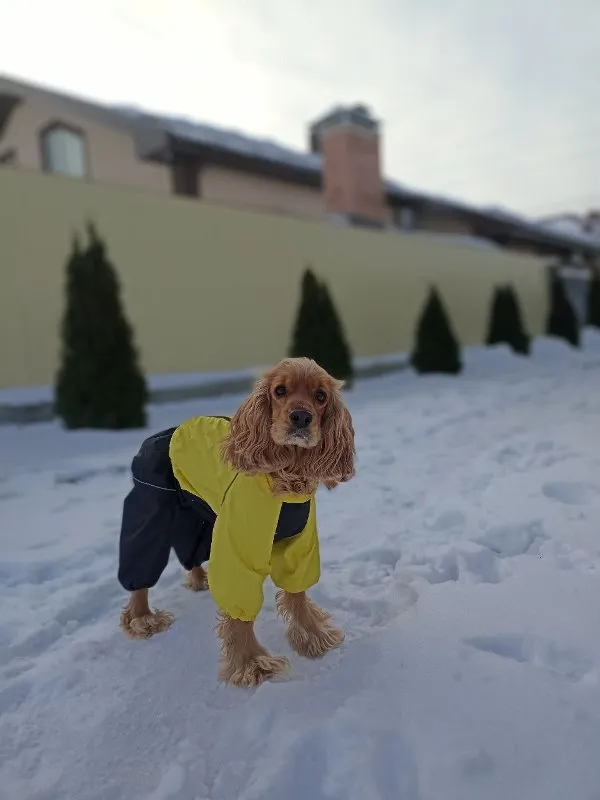 First Aid for Pets: Essential Steps Every Owner Should Know &raquo; PET CARE - DOG AND CAT