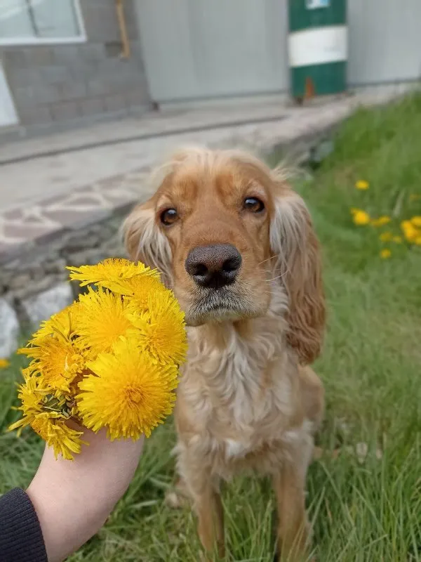 Senior Pet Care: How to Keep Your Aging Companion Happy and Healthy &raquo; PET CARE - DOG AND CAT