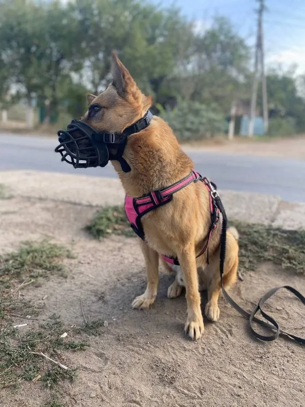 Mastering Leash Training: How to Walk Your Dog with Confidence &raquo; PET CARE - DOG AND CAT