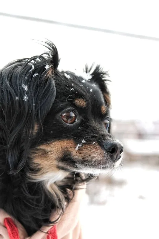 The Lifelong Benefits of Spaying and Neutering Your Pet &raquo; PET CARE - DOG AND CAT