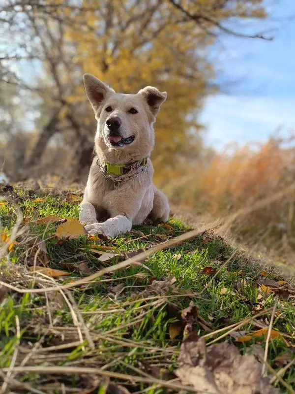Positive Reinforcement Training: Building a Strong Bond with Your Dog &raquo; PET CARE - DOG AND CAT