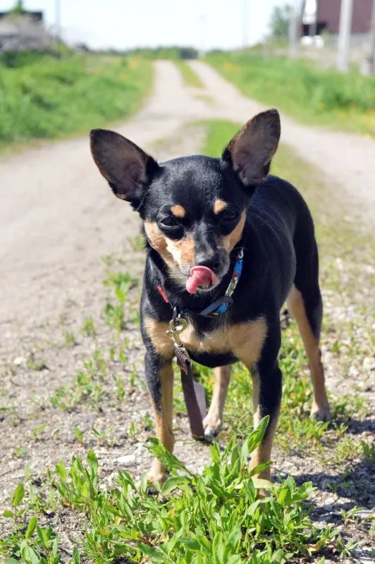 The Dangers of Fleas and Ticks: Prevention and Treatment Strategies &raquo; PET CARE - DOG AND CAT